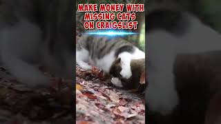 Make money with missing cats on craigslist #craigslist #makemoneyonline