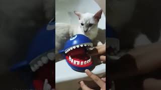 kitty feat. cute shark ^^ #shorts #youtubeshorts #cats