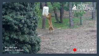 Lion Cub Cam Highlight | Playing With Barrel Enrichment And Climbing Trees