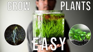 Easiest way to grow Aquarium Plants! (Experiments)