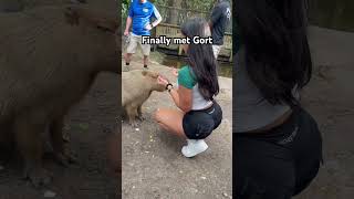 #gort #capybara #capy #yoga #leggings #shorts