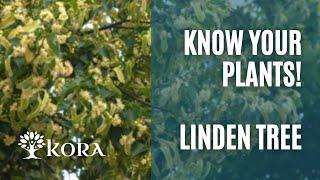 Know your plants! - Linden tree