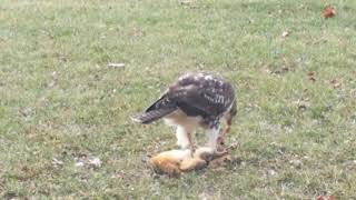 Hawk has lunch