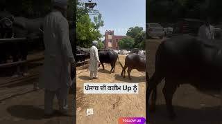 ਪੰਜਾਬ ਦੀ ਕਰੀਮ Up ਨੂੰ #cow #buffalow #farmer #farming #bufflo #farmerfarmer #animalfarming #buffal