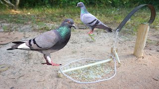 Build simple unique diy bird trap make from cutter with wood - Easy make from a bird trap