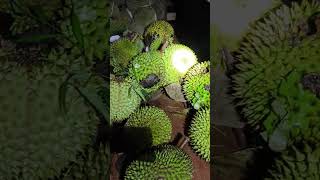 Durian baru jatuh banyak daun yang menempel