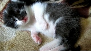 Kitten opens his eyes. Котёнок открывает глаза