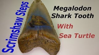 Scrimshaw Steps by Adams - Megalodon Shark Tooth With Sea Turtle