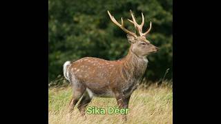 Sika Deer hunt p2 #hunting #animals #deer