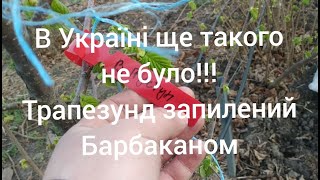 ТРАПЕЗУНД ЗАПИЛЕНИЙ БАРБАКАНОМ!!! ТАКОГО ЩЕ НЕ БУЛО