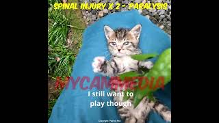 Freddy - 1 month old kitten paralysed with spinal injuries - but still fighting! Reuploaded due YT