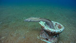 Леопардовая мурена | Leopard Spotted Moray hunting at 'Boonsung Wreck' | Diving Khao Lak, Thailand