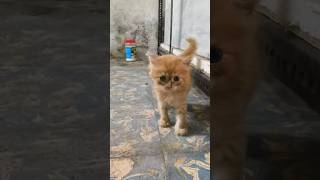 Kittens for Sale #persiankittensforsale