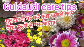 Chrysanthemum winter care tips, Guldaudi plant full care in winter /fertilizer/flowering tips