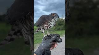 Bird Falcon Attack #birds #falcon #wildlife #eagle #hawk #shorts #animals