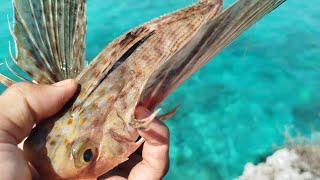 Ikan Walang ( Oriental Flying Gurnard Fish) Unik dan Langka !!  Beruntung Bisa Mancing Ikan Ini