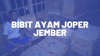 Bibit Ayam Joper Jember