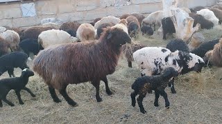 Қойлар мен қозылар 🐑