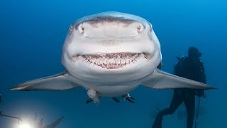 Shark Gives Camera a Goofiest Smile Like Predator Bruce in Finding Nemo