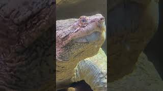 #creepycrawly #reptile #snappingturtle Commom Snapping Turtle at Aquarium