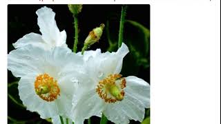 Мак меконопсис буквицелистный белый (papaver meconopsis betonicifolia alba)