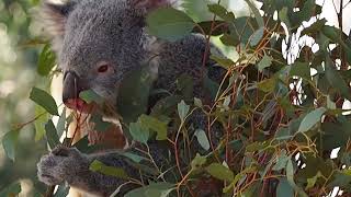 Koala na podwieczorku