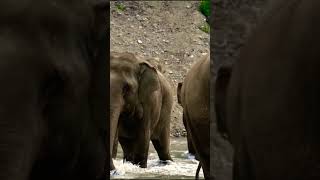 Elephants MOVIE River on Planet EARTH