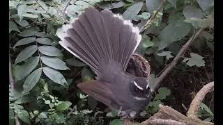 Keindahan burung sikatan di alam liar