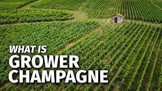 What is GROWER CHAMPAGNE & How It Differs From Large Champagne Houses?