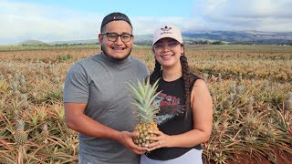 Maui Gold Pineapples are Bomb! Last Day In Maui