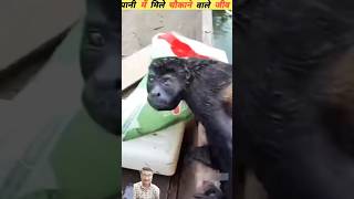 समंदर में अलग अलग तरीके के फिश और जंगल मे रहने वाले प्राणी #animals #fish #shortsvideo #viral 😮🙆‍♂️