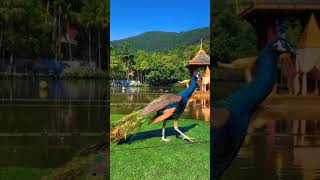 jai shree ram #shortvideo #peacockdance #sbyshorts #mor #birds