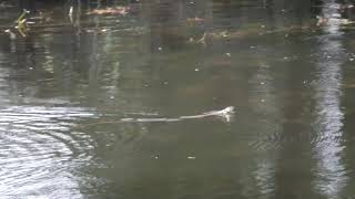 GRASS SNAKE 18 4 2023