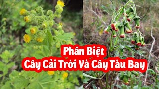 Phân Biệt Cây Cải Trời Và Cây Tàu Bay Mua Ở Đâu Tốt