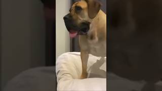 Big Boerboel Steal the Bed