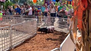 Pig Racing at the Oakland Nurseries Fall Festival - Columbus, Ohio