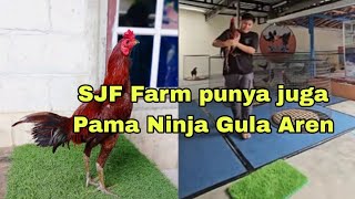 Spil Pama Ninja gula aren SJF Farm