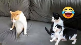 Laugh Out Loud with the Funniest Cats and Dogs of 2024!