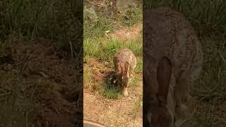 RABBIT BUILDING A NEST FOR BABIES!!