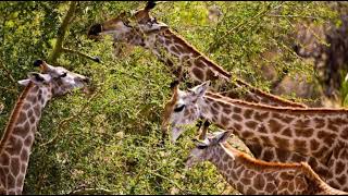 giraffe facts#Mammel#unknown facts#puvi 's Nest# world giraffe day