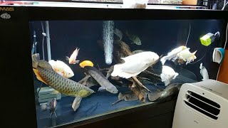 8feet fish tank in india setup|8फीट का फीश टैंक देखिए|भारत में एक अरोवाना फीश का सेटअप देखिए|arowana