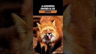 La asombrosa sinfonía de los zorros 🎵🦊