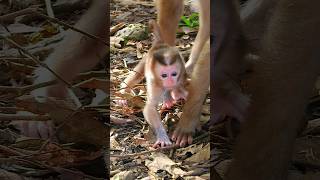 cute baby walking with mom #newborn #cutebabymonkey #mom #baby #walking #beautiful