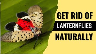 How To Get Rid Of Lanternflies Naturally??Quick Home Solutions