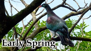 Early Spring: Birds, Flowers, Native Eel #4k #newzealand #birds #birdsong #nature