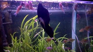 Black Ghost Knifefish loves tubifex worms