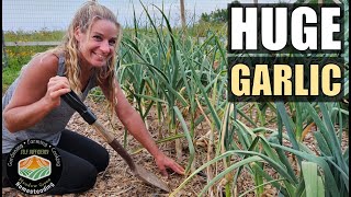 Grow, Harvest and Cure HUGE Garlic (How we do it)