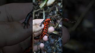 Poisonous Fire Bellied Newt Encounter In Japan!