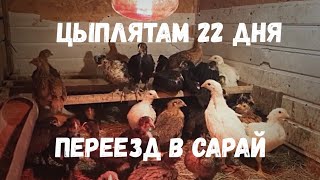 Переезд цыплят из брудера в сарай