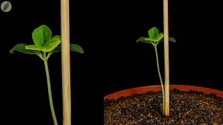 Time lapse - Cantaloupe melon plant growing - 47 days